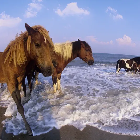 Assateague's Wild Horses