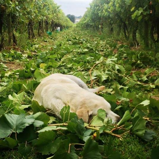 Whit lab asleep in the vinyard