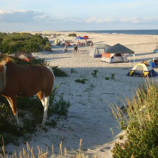Camping on the beaches of Assateague and enjoying the wild ponies