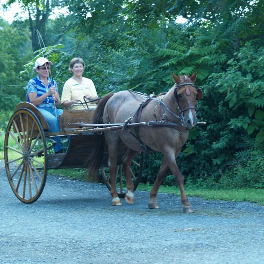 Two ladies in a cart being pulled by a horse