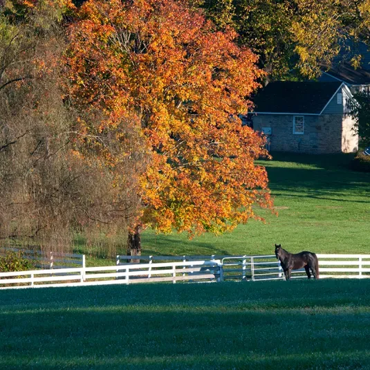 Horse by fence and fall trees at Marathon Farm -Anne Litz