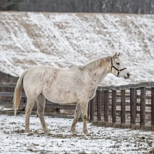 white horse by fence and snow covered field