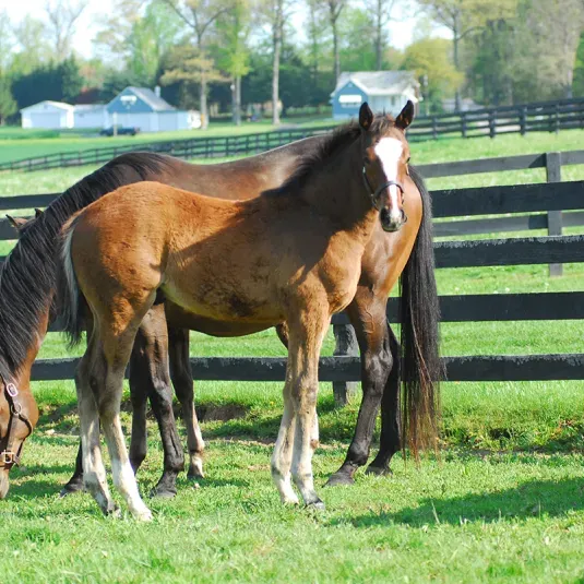 Mare with foal