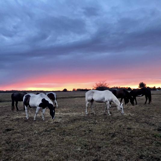 Horses grazing in a pasture at Windy Way Horses