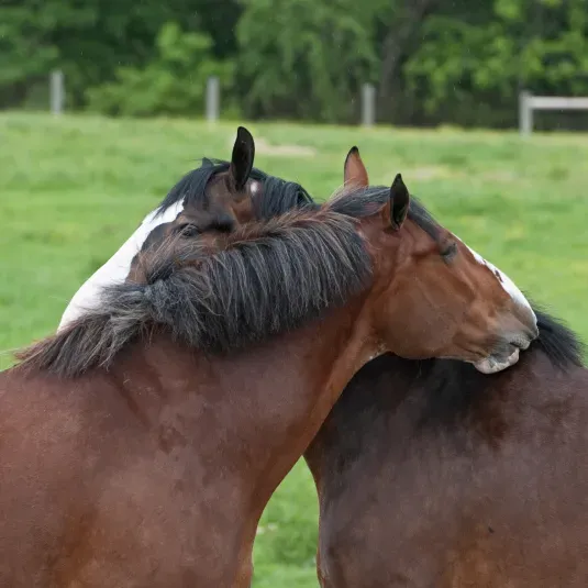 Horses from Worthmore Enrichment Center