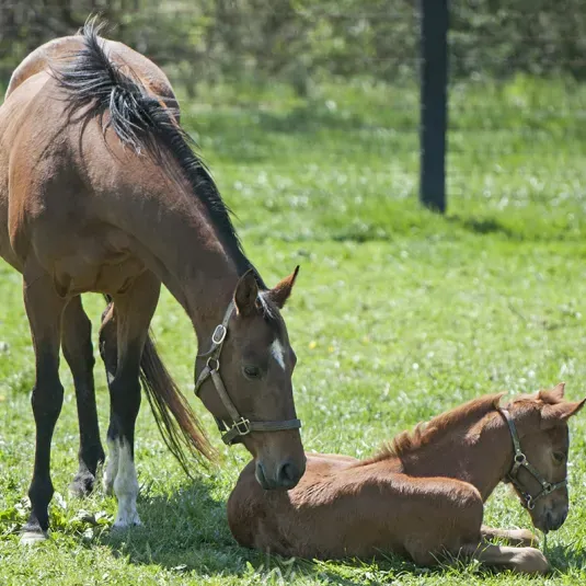 A picture of a mare and a foal from Chanceland Farm