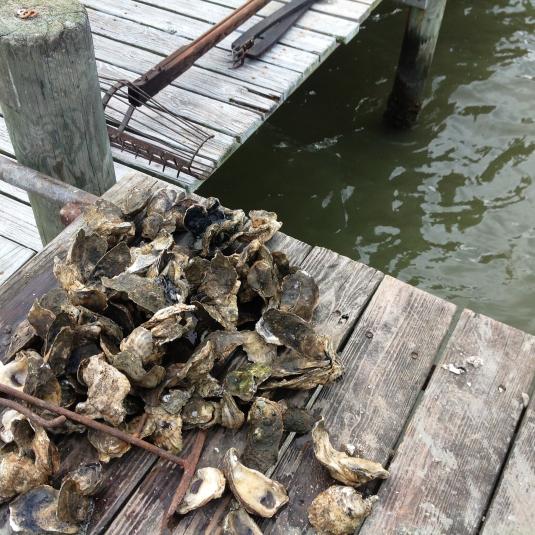 Oyster Shells on dock