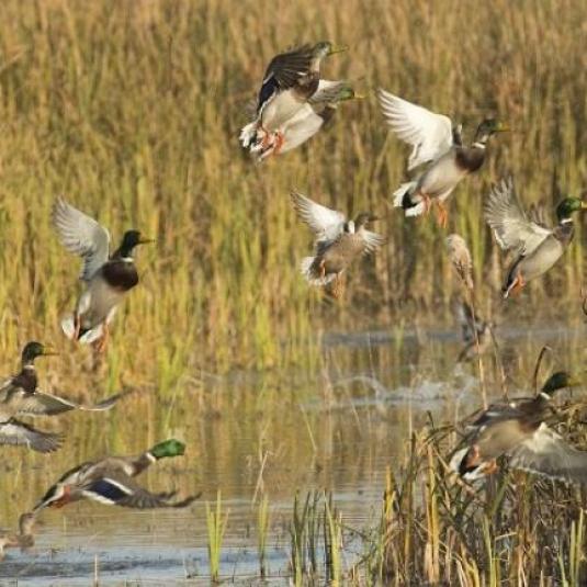 Waterfowl in Kent County