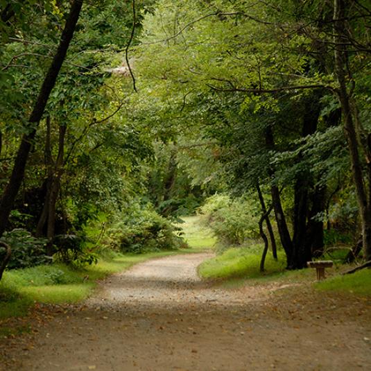 Elk Neck - path through the forest