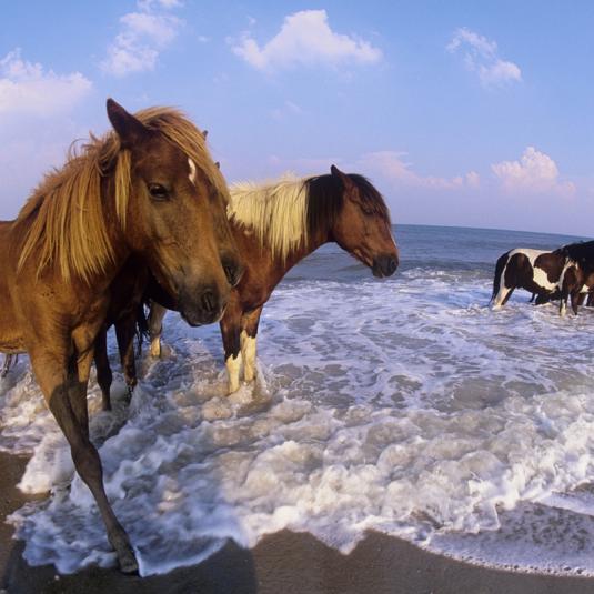 Ponies in the Surf at Assateague Island