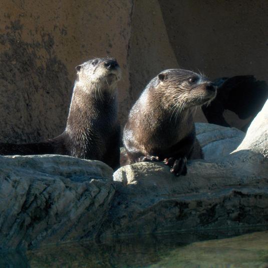 Otters on display at Calvert Marine Museum