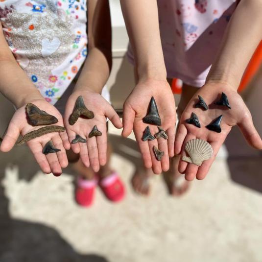 The fossil bounty found during a tour with Megalodon Adventures