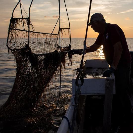Waterman Barry Bruce Crab Scraping off Smith Island