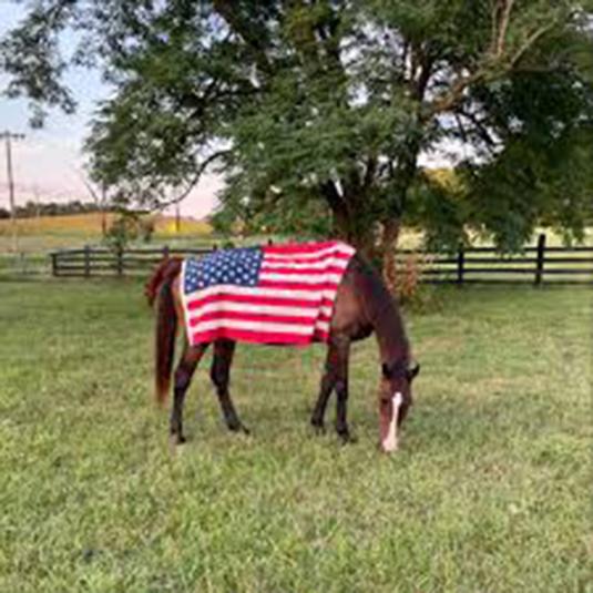 Freedom Hill Horse Rescue