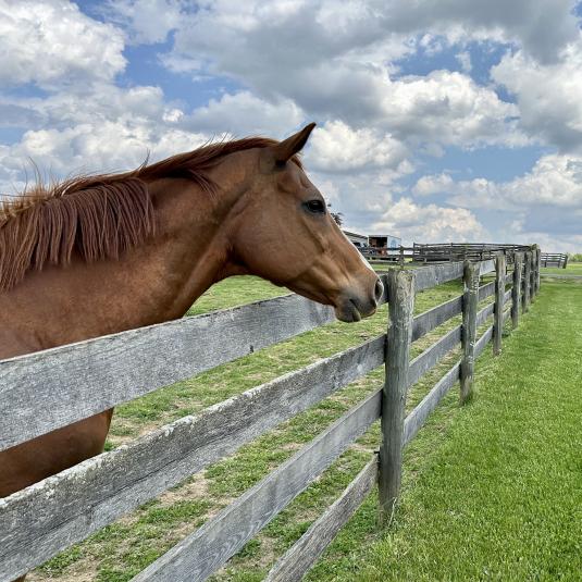 Horse with his head over a wooden split-rail fence
