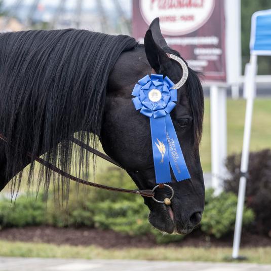 Show horse with a ribbon
