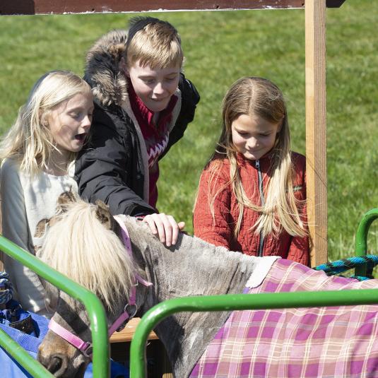 Children petting a pony at High Ridge Farm in Manchester, MD