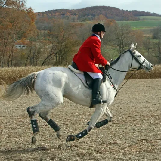 Carrollton Hounds Rider