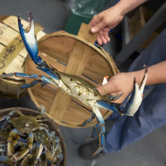 Maryland Blue Crab