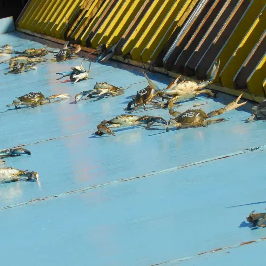 Crab race