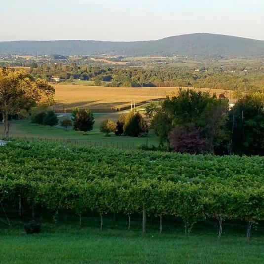 Mazzaroth Vineyard