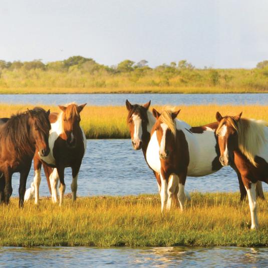 Visit the national park famous for its horses that roam free.