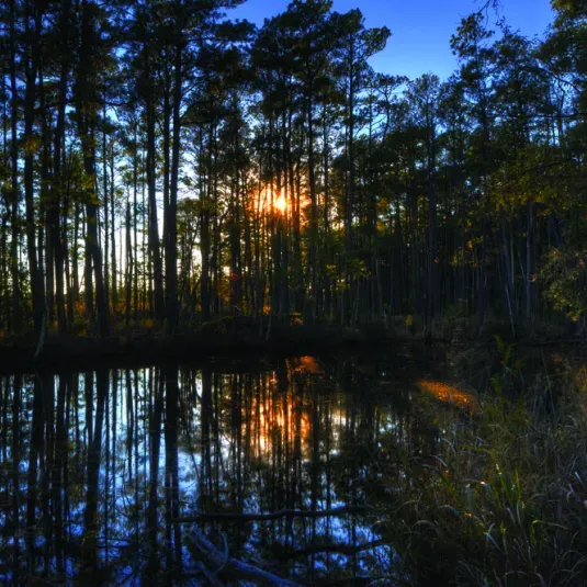 Dorchester-County-landscape