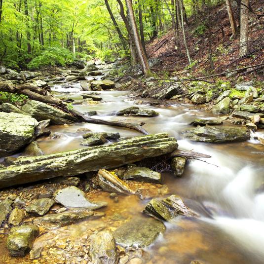 Catoctin Mountain Stream, Thurmont