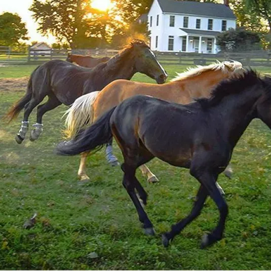 Horses running