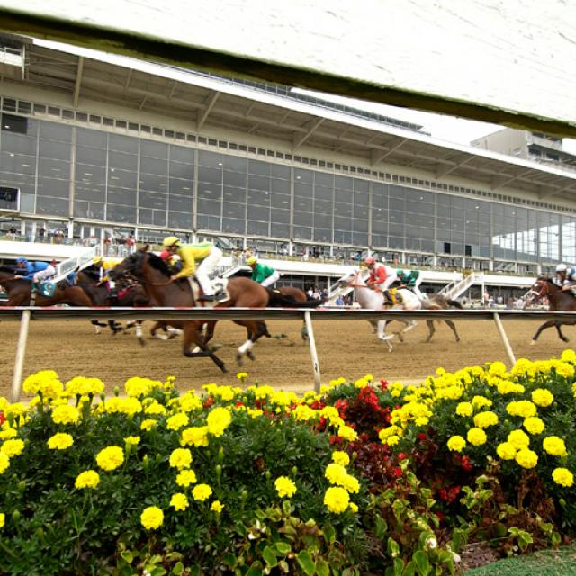 Pimlico Preakness Seating Chart