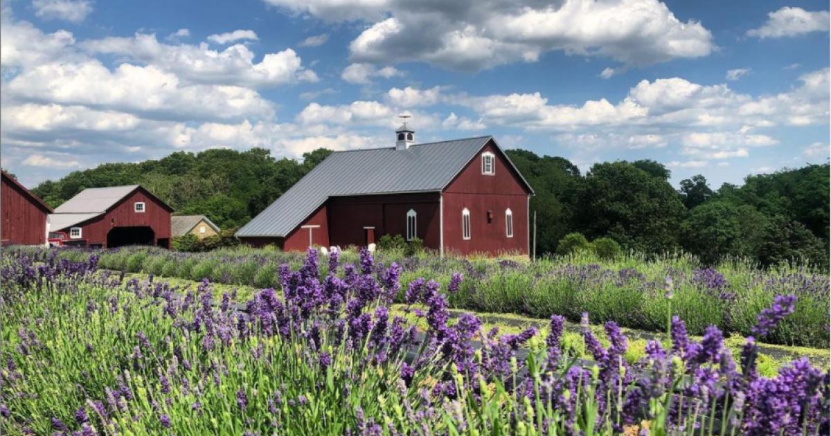 Lavender Farms