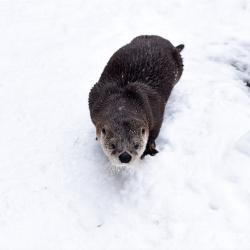 Otter at Maryland Zoo Photo