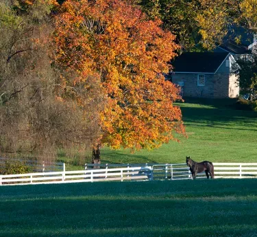 Horse by fence and fall trees at Marathon Farm -Anne Litz