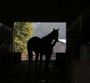 Horse in a barn