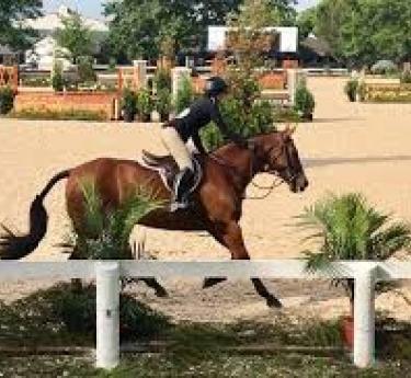 Horse and rider trotting around a training ring