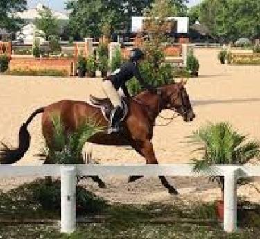 Horse and rider trotting around a training ring