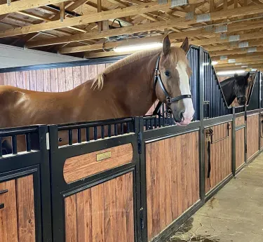 Baltimore City Mounted Police Horses