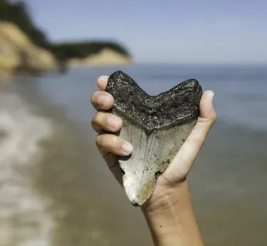 Fossil at Calvert Cliffs State Park