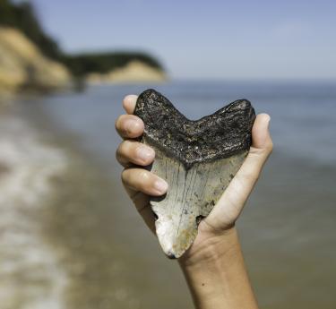 Fossil at Calvert Cliffs State Park