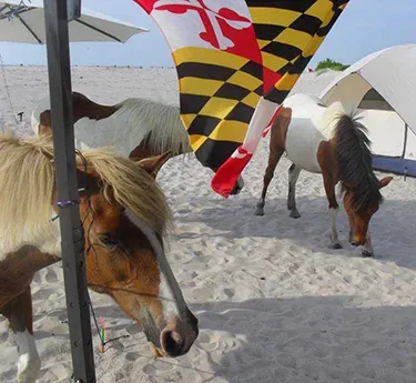 Horses in Oceanside