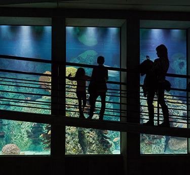 People viewing the sharks at the National Aquarium in Baltimore.