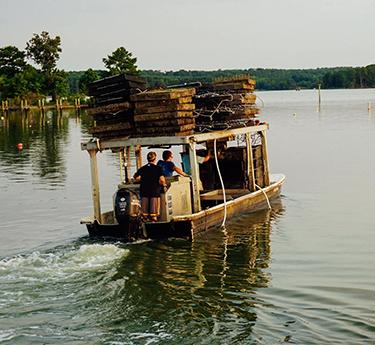 True Chesapeake Oyster Co.