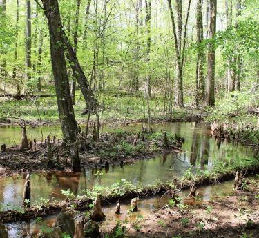 Battle Creek Cypress Swamp Sanctuary