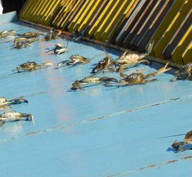 Crab race