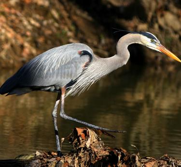 Wear comfortable clothing and bring binoculars for bird-watching while hiking along trails and exploring wetlands.