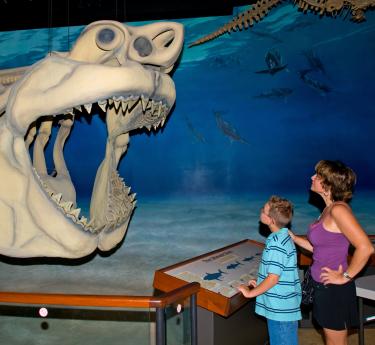 Calvert Marine Museum Megaladon Shark