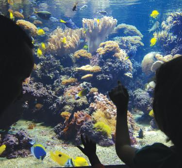 The National Aquarium in Baltimore