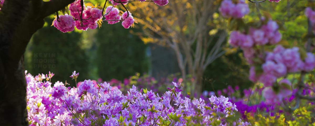 blooms at Sherwood Gardens