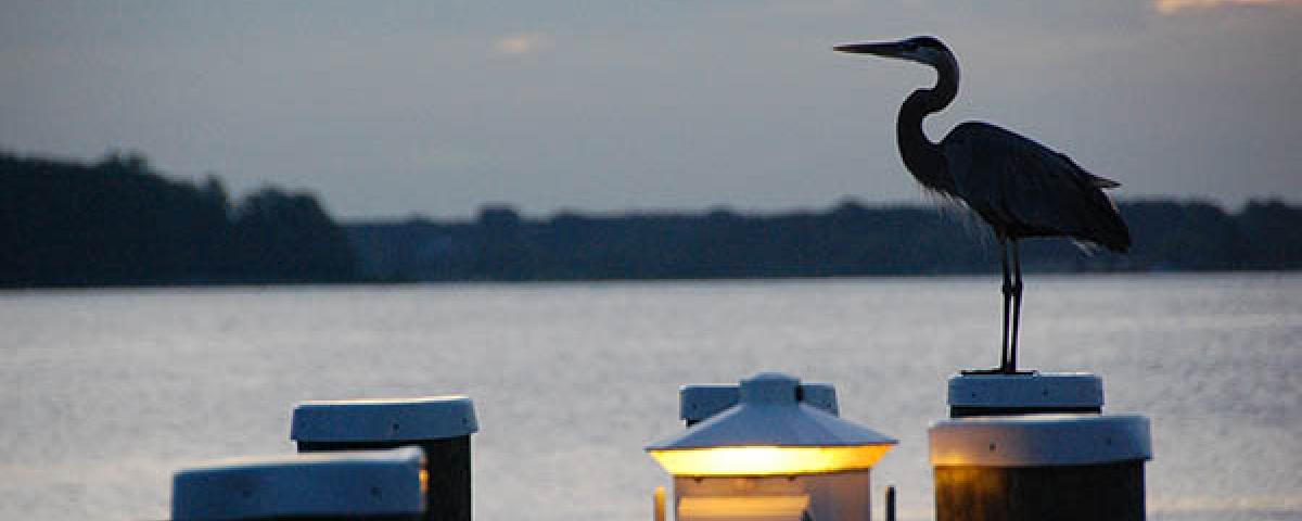 Heron on docks at the Chesapeake Bay Maritime Museum Heron on docks
