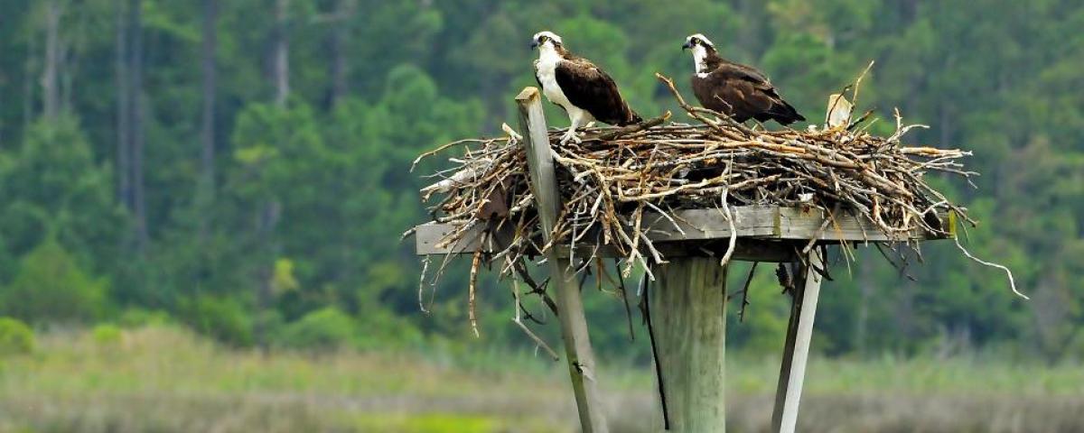 Pair of Ospreys - St.George Island Pair of ospreys on St.George Island
